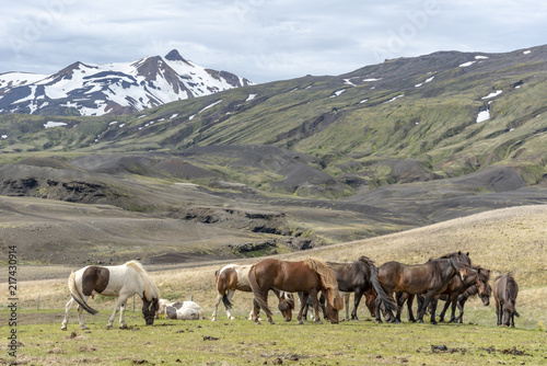 Horses in Icelandic highlands