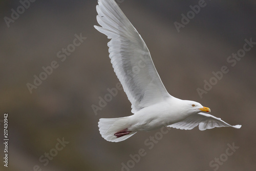 detailed portrait glaucous burgomeister gull (Larus hyperboreus) in flight photo