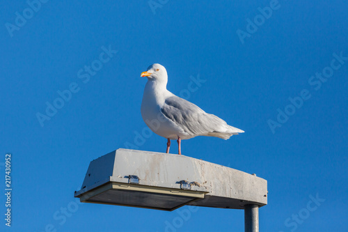 glaucous burgomeister gull (Larus hyperboreus) standing on street light photo