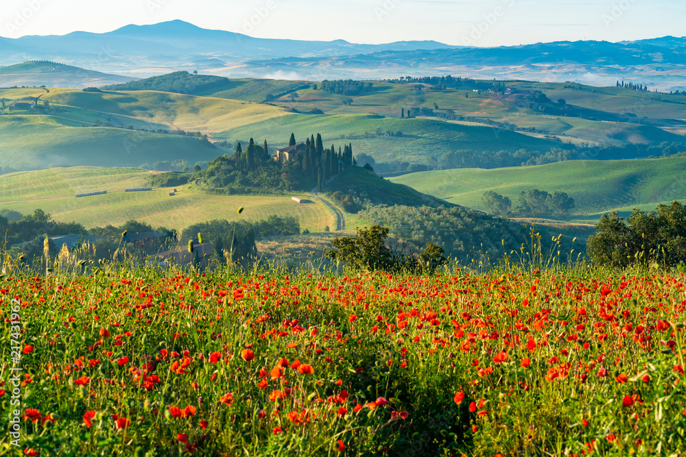 Beautiful View of green Hilly Tuscan Field in summer
