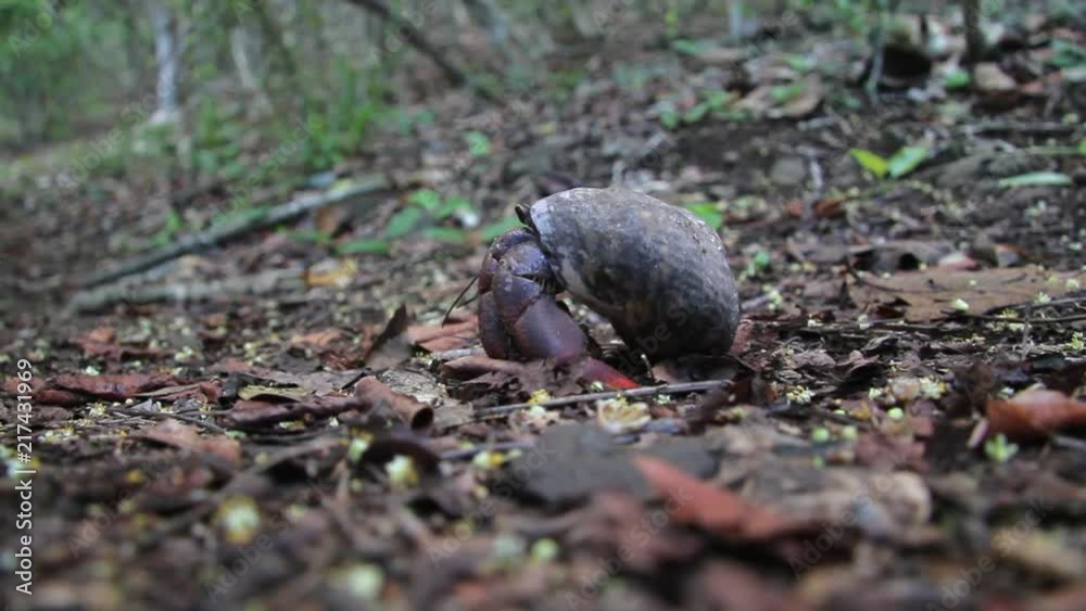 Hermit crab in a forest on the Dutch Caribbean island of Sint Eustatius Hermit crab in a forest on the Dutch Caribbean island of Sint Eustatius