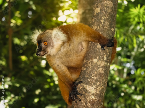Lemur salvaje del Norte de Madagascar, subido a un arbol
