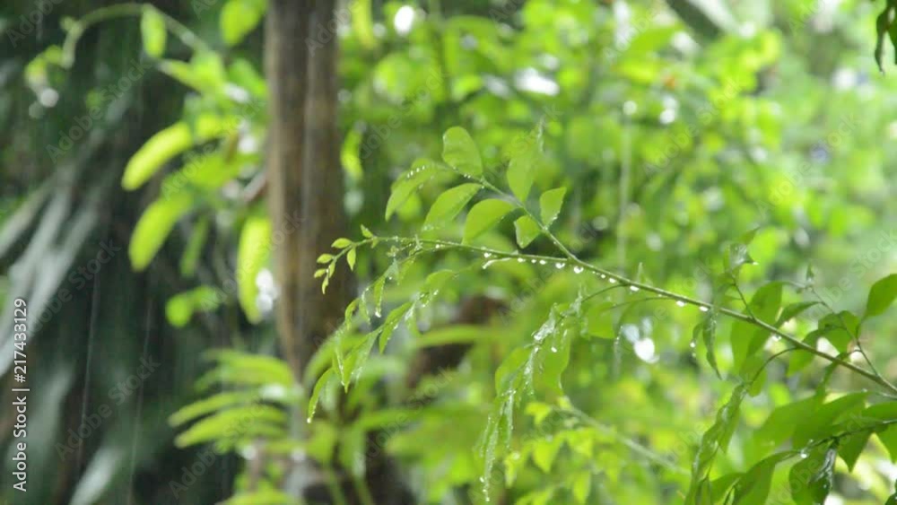 hard rain falling on orange jasmine leaf in garden hard rain falling on orange jasmine leaf in garden