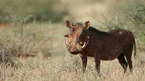 An alert warthog (Phacochoerus africanus) in natural habitat, South Africa photo