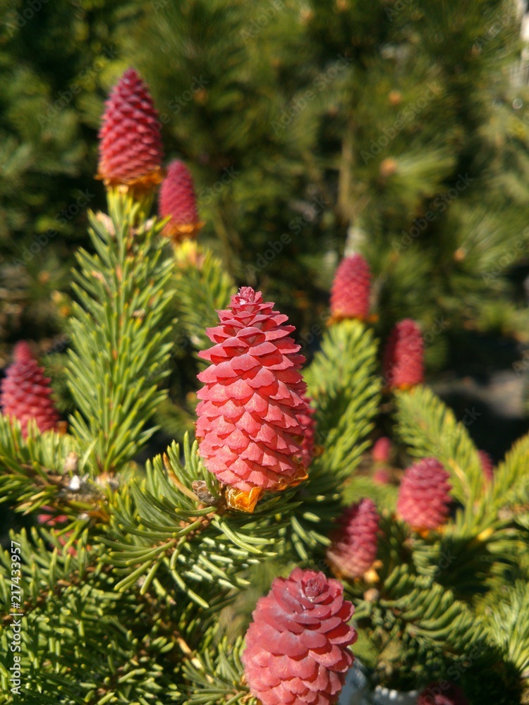 Pink cones Pink cones