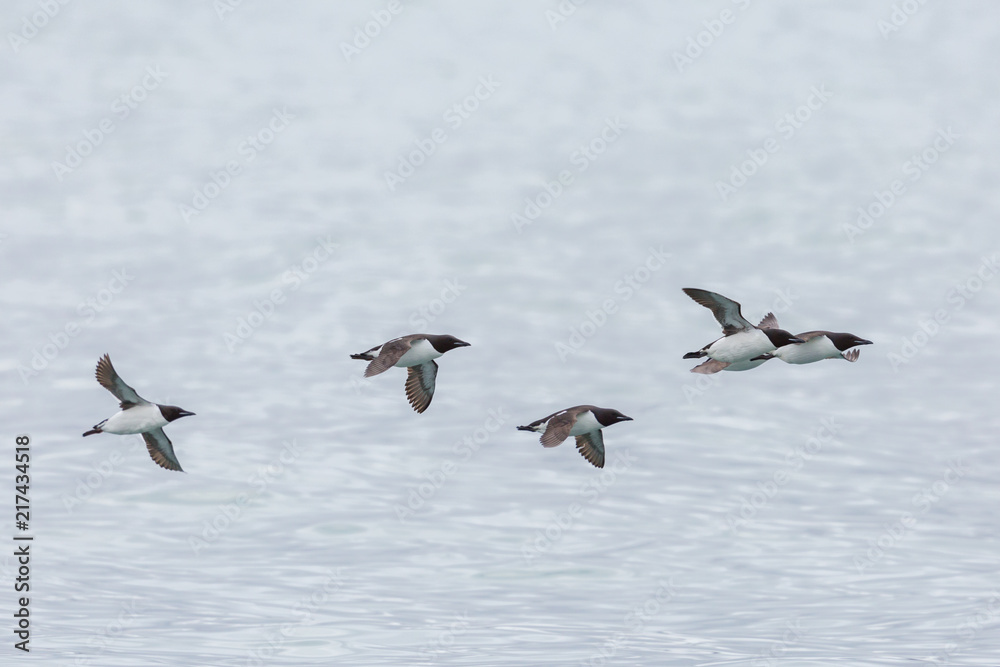 several thick-billed murre birds (Uria lomvia) in flight several thick-billed murre birds (Uria lomvia) in flight