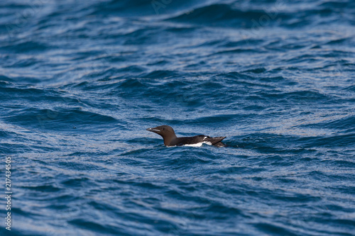 one thick-billed murre bird  Uria lomvia  swimming in blue waved water