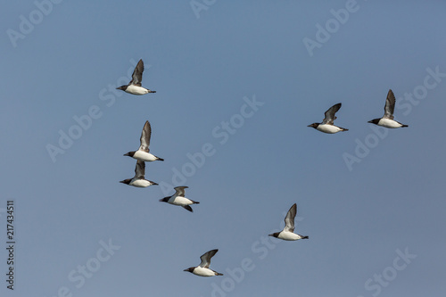 several flying thick-billed murre birds (Uria lomvia), blue sky, sunshine © Pascal Halder