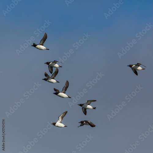 several thick-billed murre birds (Uria lomvia) flying, blue sky, sunshine © Pascal Halder