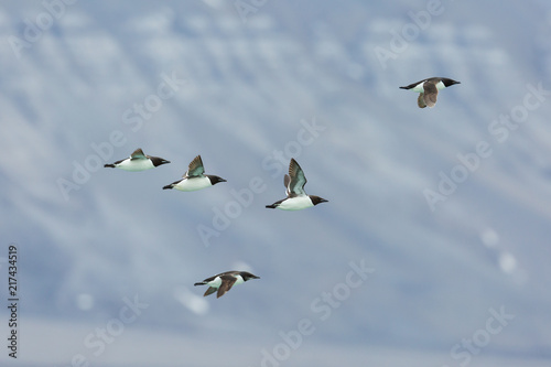 five thick-billed murre birds (Uria lomvia) in flight photo