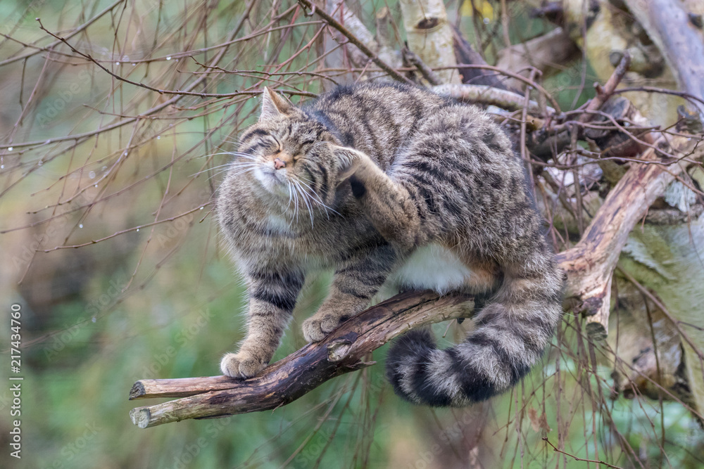 Scottish Wildcat - - Scottish Wildcat - The Highland Tiger