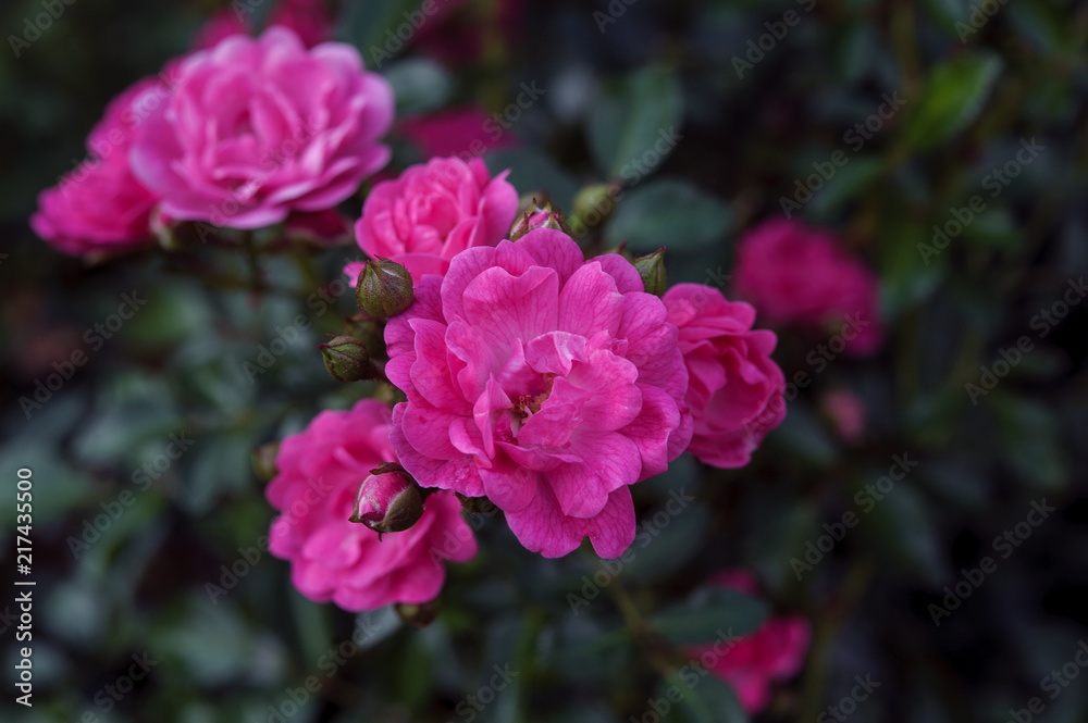 Struktura kwiatu róży 