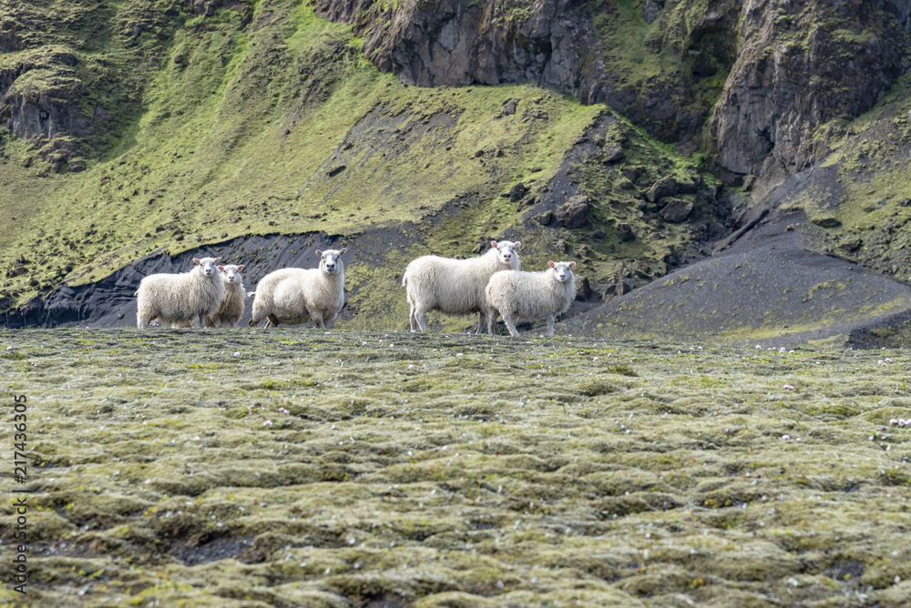 White pasturing sheep