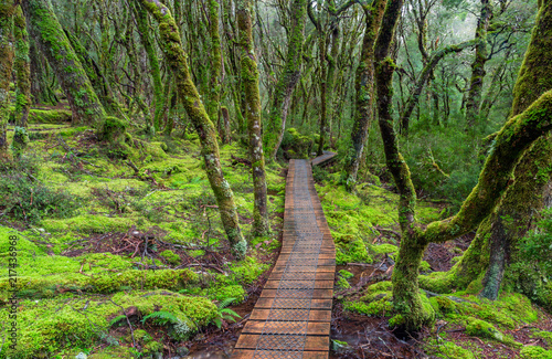 Cradle Mountain Forest Path in Tasmania Australia