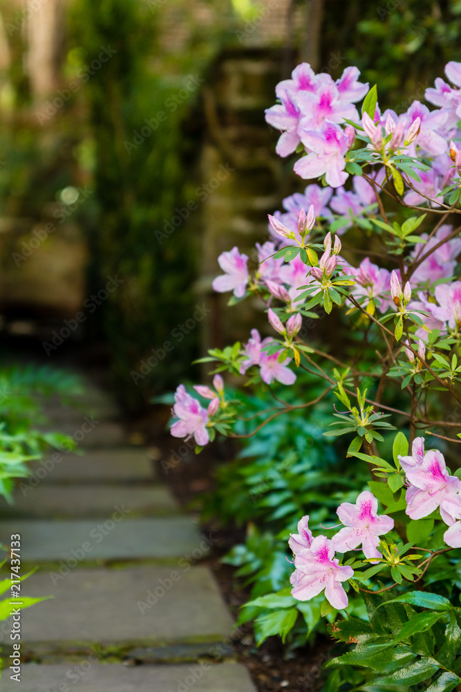 Obraz premium Flowers along the walkway