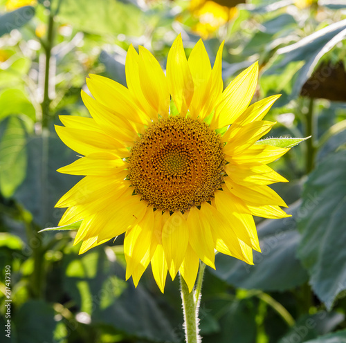 Sunflower flower in the field.