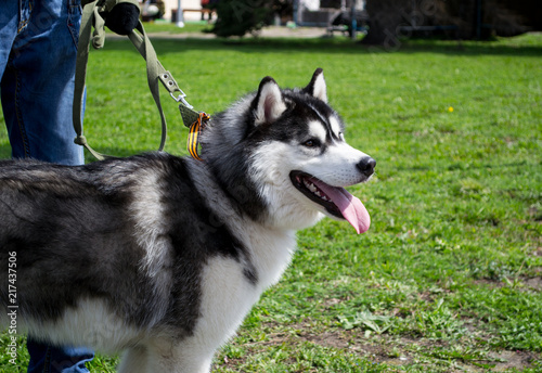 Siberian husky dog with stands and looks ahead. Bright green grass are on the background.