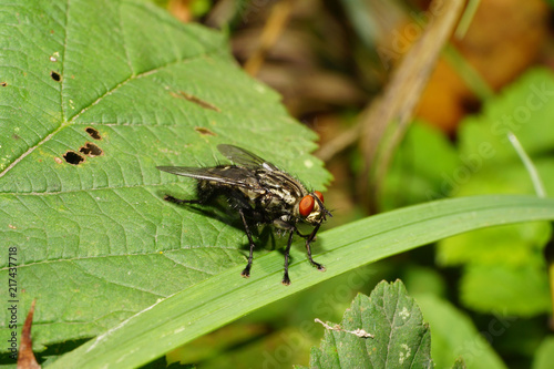 Close-up of gray fly Sarcophaga carnaria photo