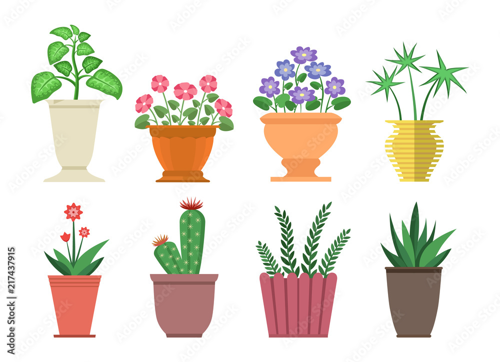 Dieffenbachia Flowers in Pot Vector Illustration Dieffenbachia Flowers in Pot Vector Illustration