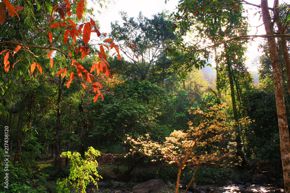Orange leaf and Tree branches with sunlight in the forest Orange leaf and Tree branches with sunlight in the forest