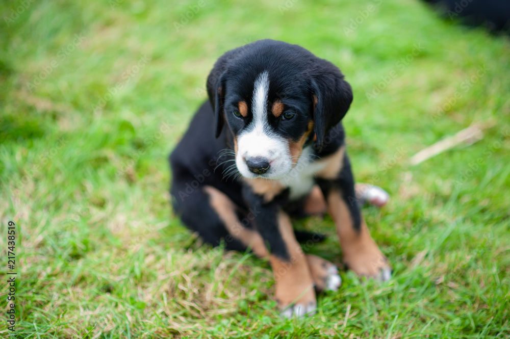 Great Swiss Mountain Dog Puppy sitting in the garden Great Swiss Mountain Dog Puppy sitting in the garden