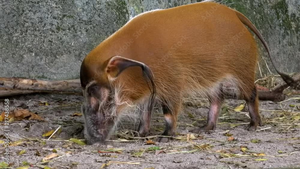 Red river hog standing against stone, sniffing and digging ground with its nose. Exotic bush pig foraging for food. Unusual wild African omnivorous animal in its natural habitat. Fauna of Africa. Red river hog standing against stone, sniffing and digging ground with its nose. Exotic bush pig foraging for food. Unusual wild African omnivorous animal in its natural habitat. Fauna of Africa.