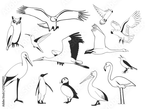 Hand drawn bird set, vector