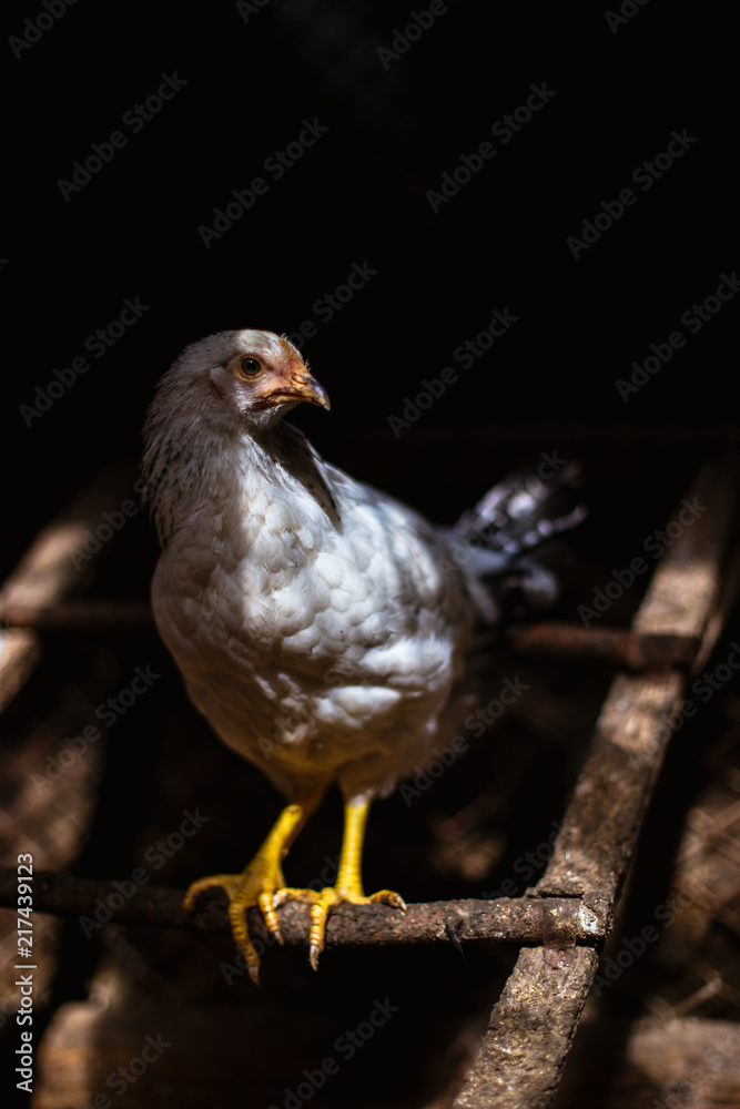Chickens on the farm. Toned, style, color photo. Chickens on the farm. Toned, style, color photo.