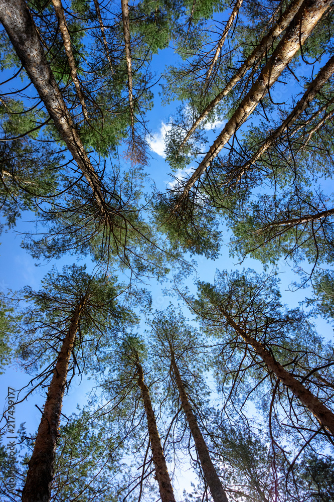 Fototapeta premium Tops of pine trees in the forest