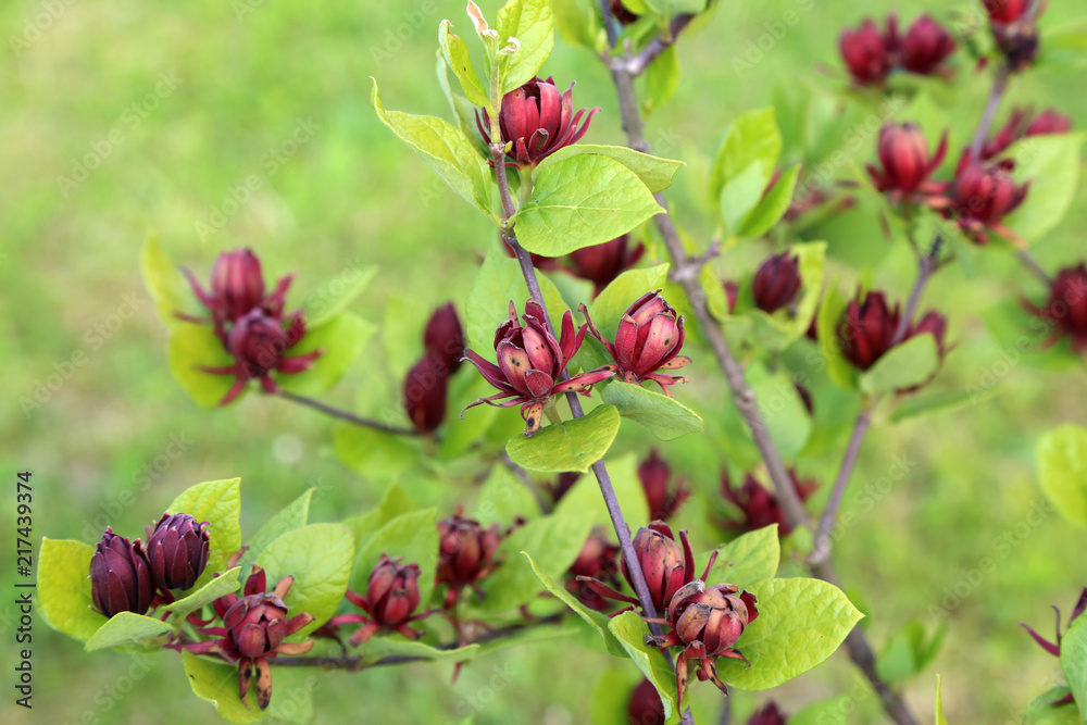 Beautiful flowering branches in the garden Beautiful flowering branches in the garden