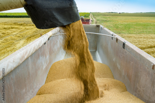 combine unloading wheath in a empty lorry truck photo