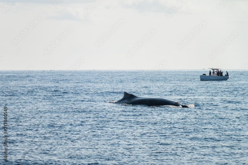 Fototapeta premium baleine à bosse à la réunion