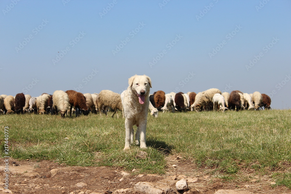 Obraz premium sheepdog with sheep