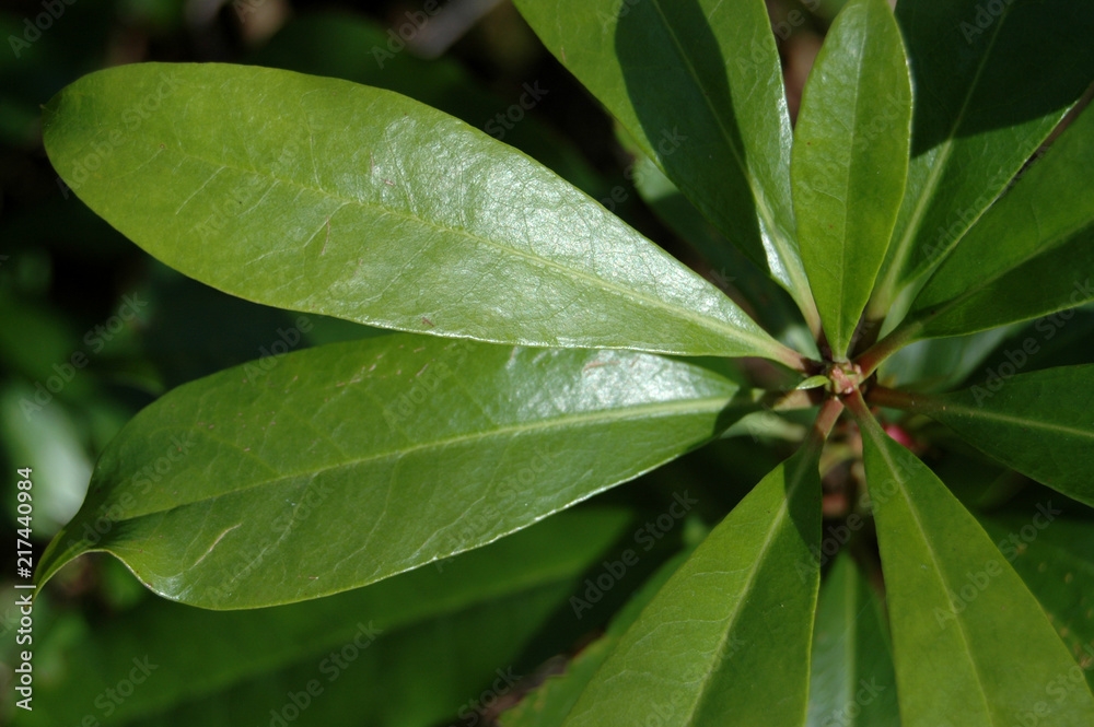 Vivid green Rhododendron leaves background
