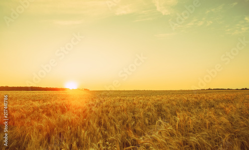 Picturesque mature  golden-brown field  yellow wheat at sunset. Grain harvest in summer.