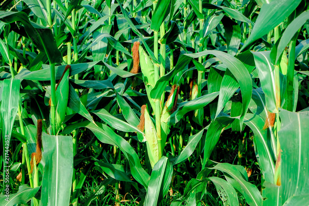 Obraz premium corn farm 