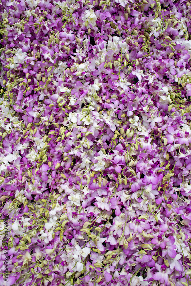 Obraz premium Purple orchid flower background