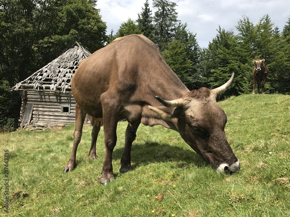 Fototapeta premium Cow
