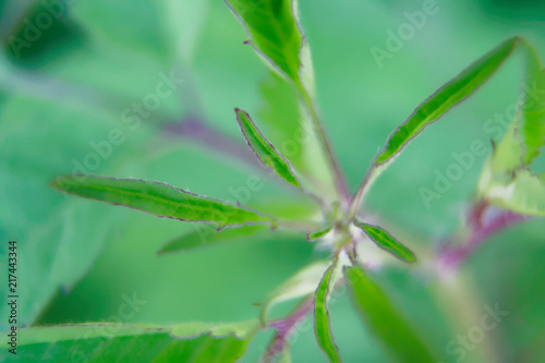 Macro close-up tree branch with defocused background