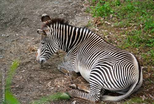 Grevy s zebra Equus grevyi aslo know as the imperial zebra