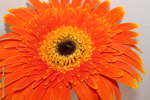 delicate flower of orange color