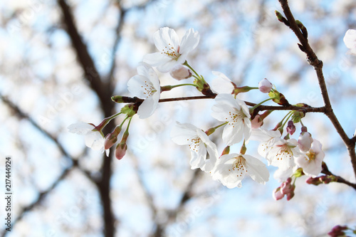 ソメイヨシノ 日本の桜