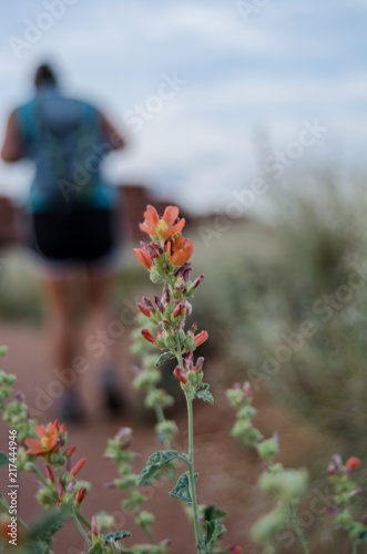 Orange Desert Wildflower Along Hike photo