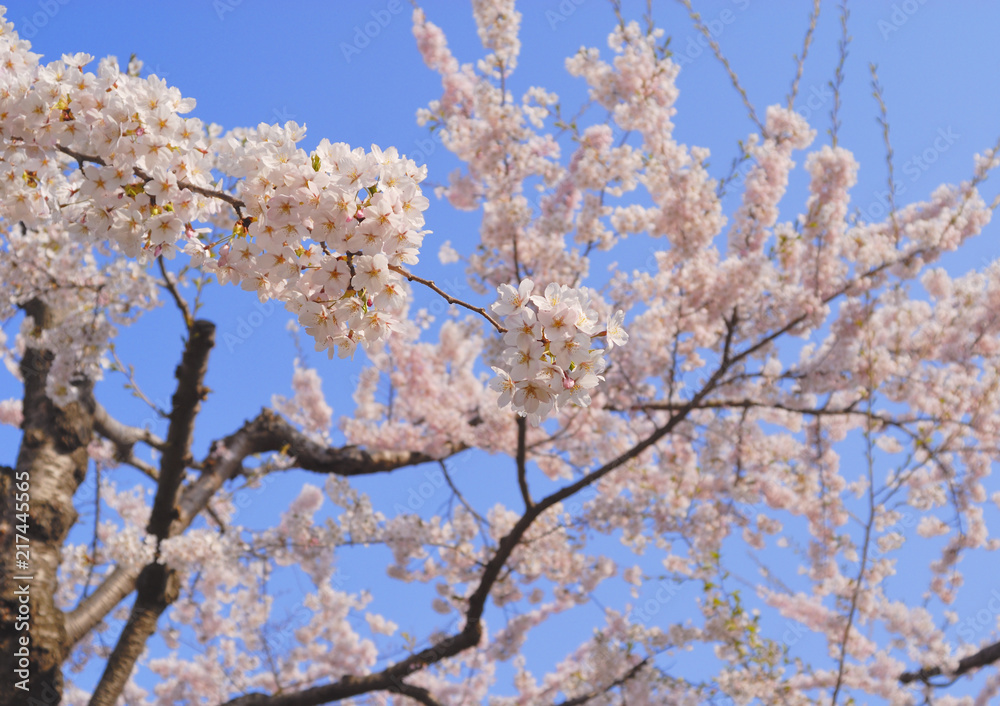 桜 春 素材 桜 春 素材