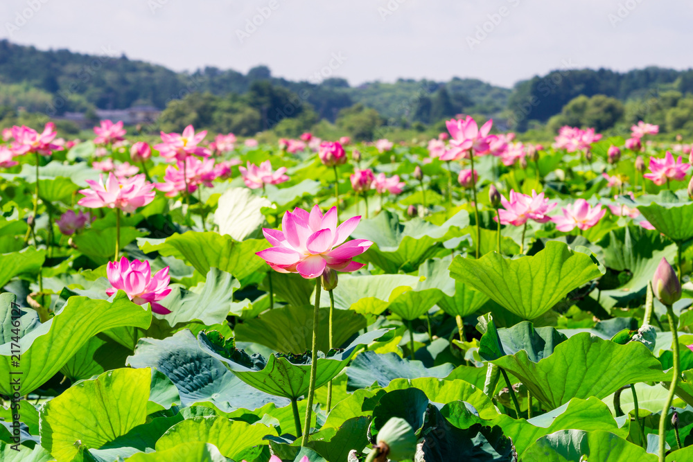 Blühende Lotusblumen und Seerosenblätter an sonnigem Tag. Blühende Lotusblumen und Seerosenblätter an sonnigem Tag.