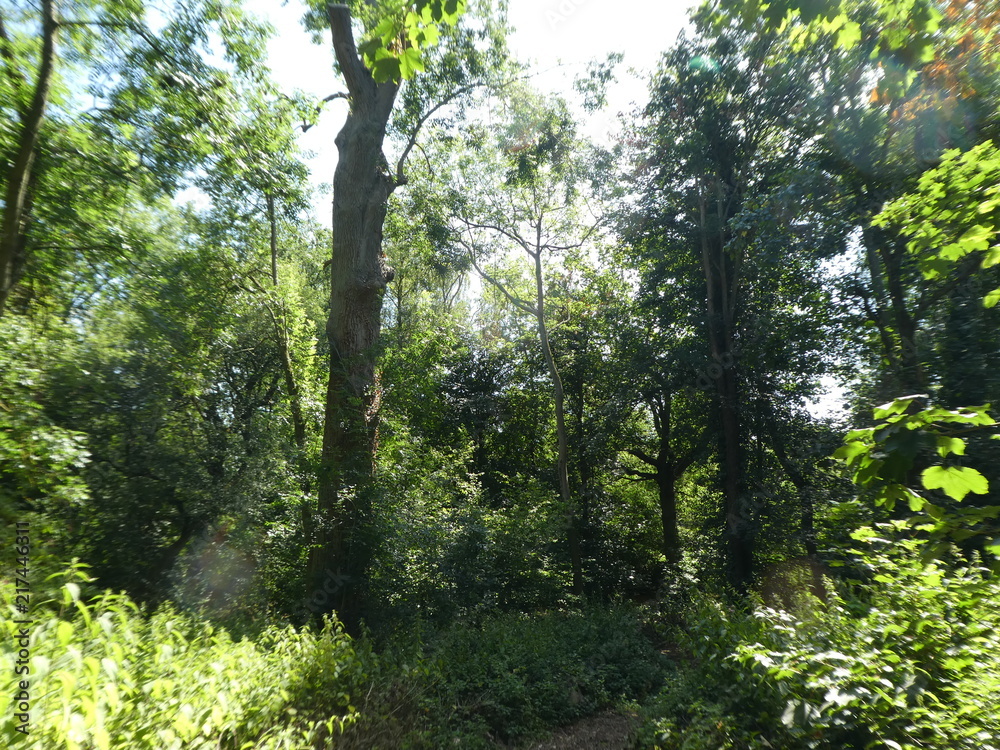 Woodland landscape Woodland landscape