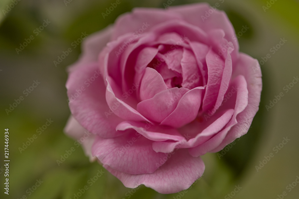 English rose flower blooming