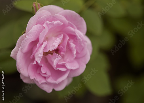 English rose flower blooming