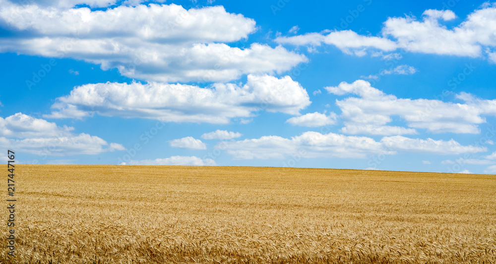 Field of wheat and blue sky