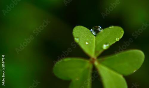 Heart shaped shamrock with drops of dew